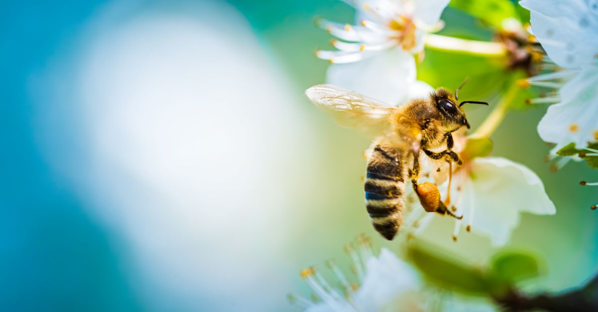Bienen schützen im eigenen Garten | Wittenberg