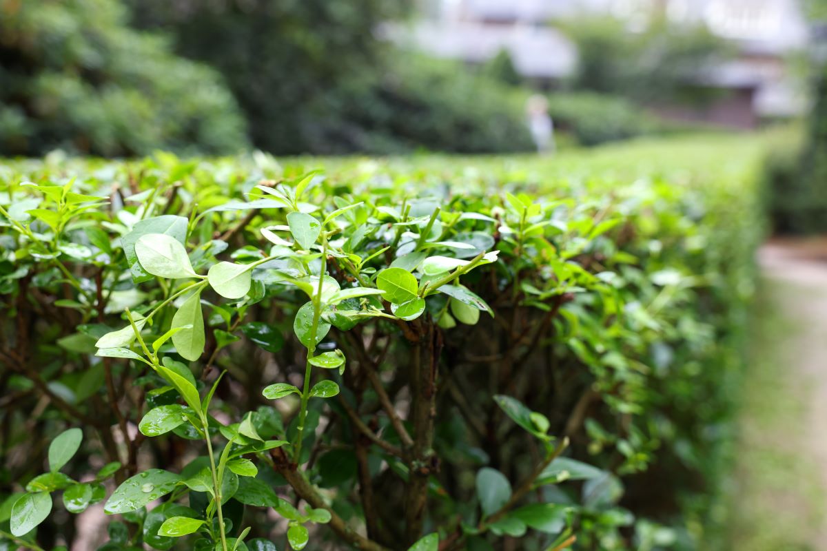 Hecke schneiden: Rechtliche Schonzeit & beste Zeit
