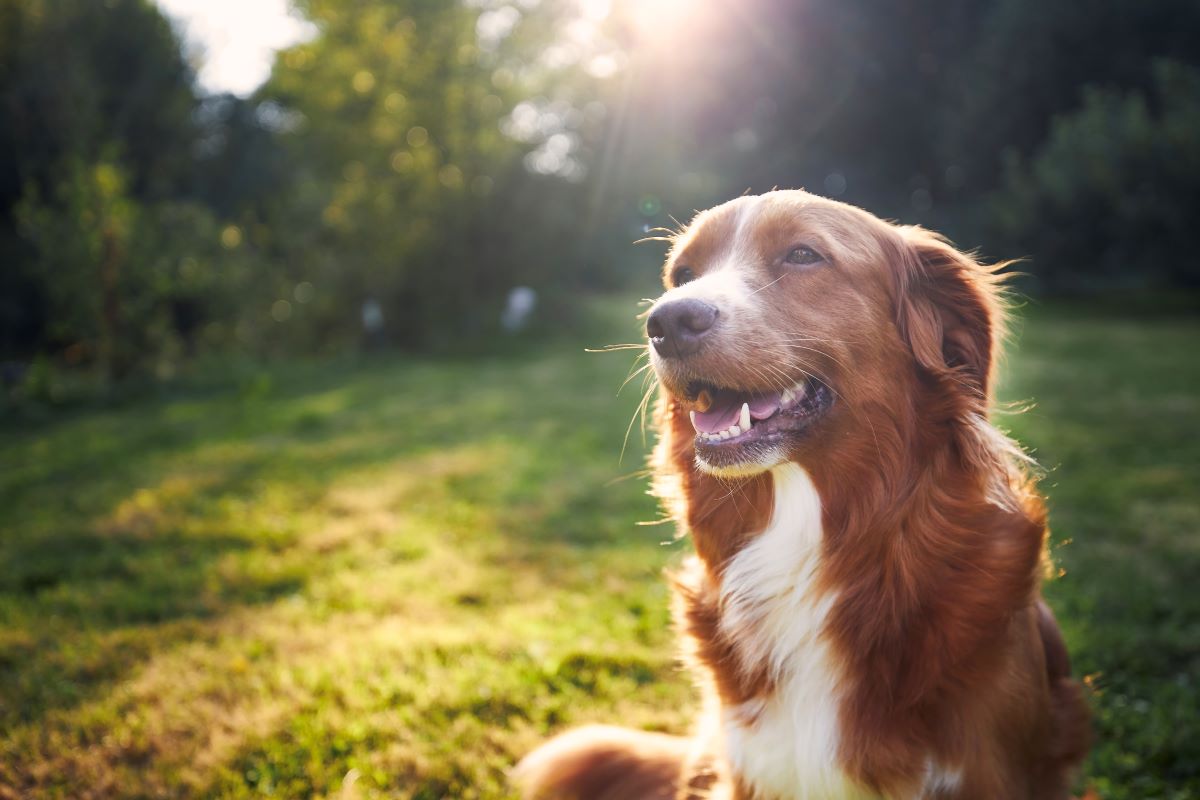 Hund vermisst in Wittenberg – Erste Schritte & Tipps