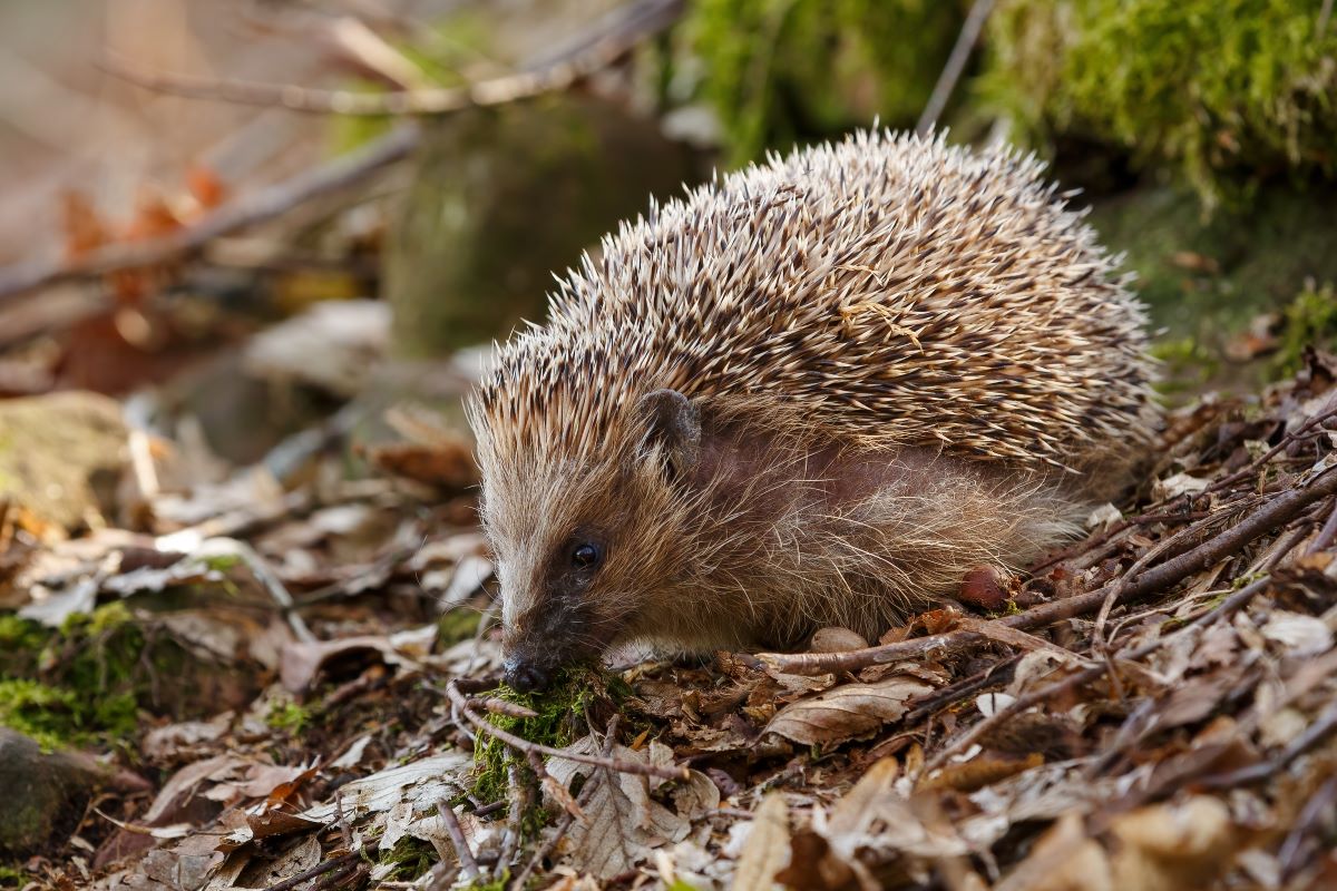 Igel im Garten Wittenberg – So helfen Sie richtig