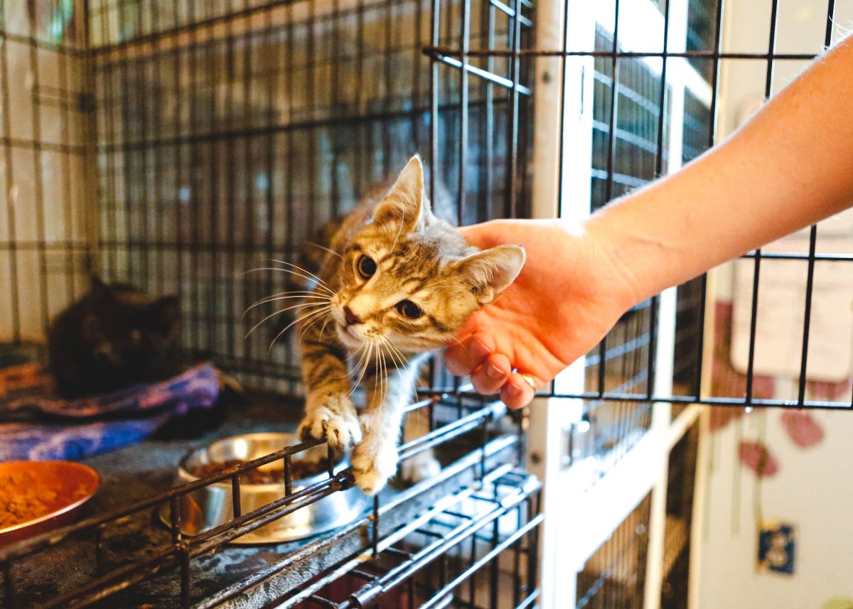 Katze mikrochippen Wittenberg — Sicherheit & Infos