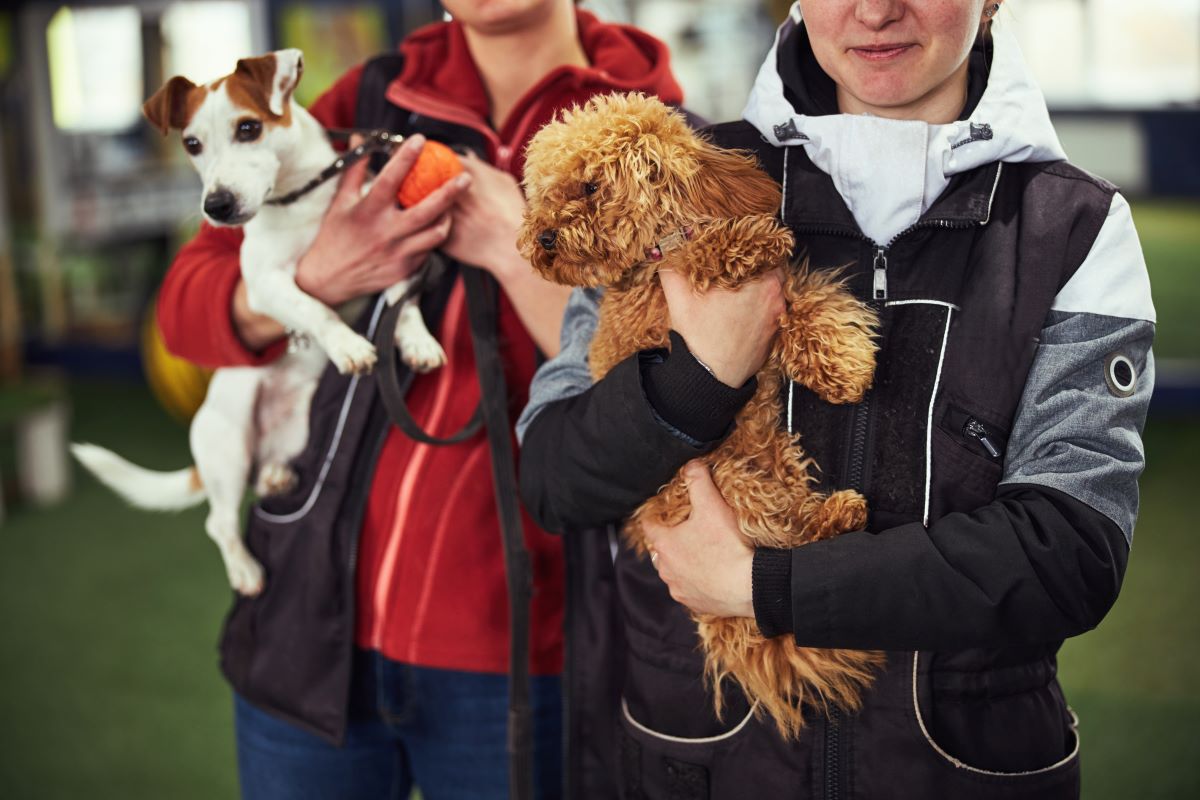 Tier im Tierheim adoptieren – Wittenberg Rettung statt Kauf